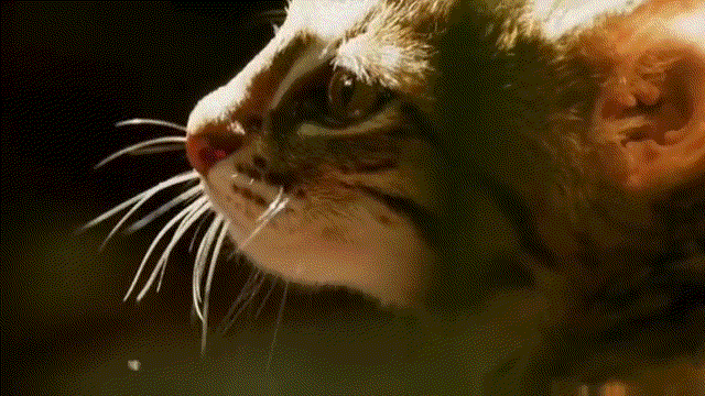 世界上体型最小的猫科动物——锈斑豹猫 比老虎小一百倍
